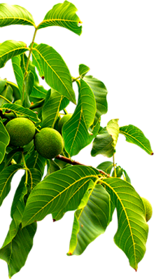 大红鹰dhy(中国)有限公司官网