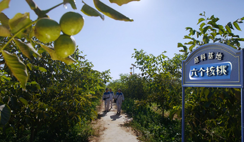 大红鹰dhy(中国)有限公司官网
