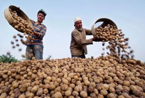 大红鹰dhy(中国)有限公司官网