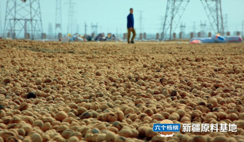 大红鹰dhy(中国)有限公司官网